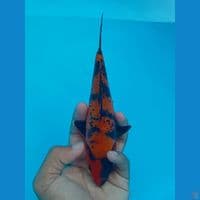 DOITSU UTSURI 19CM
