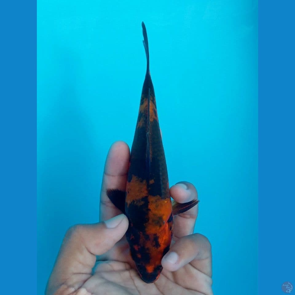 KAGE UTSURI 17CM