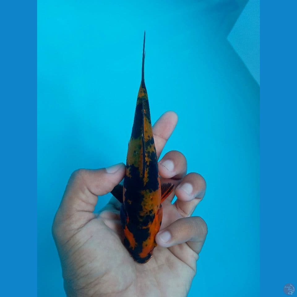 HI UTSURI 15CM