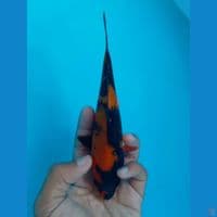 HI UTSURI 17CM
