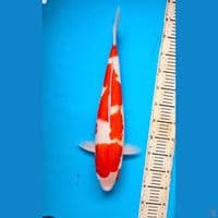 Kohaku 49cm Male 