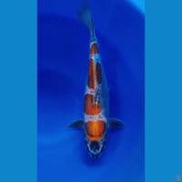 Kiko 34cm cutt kering