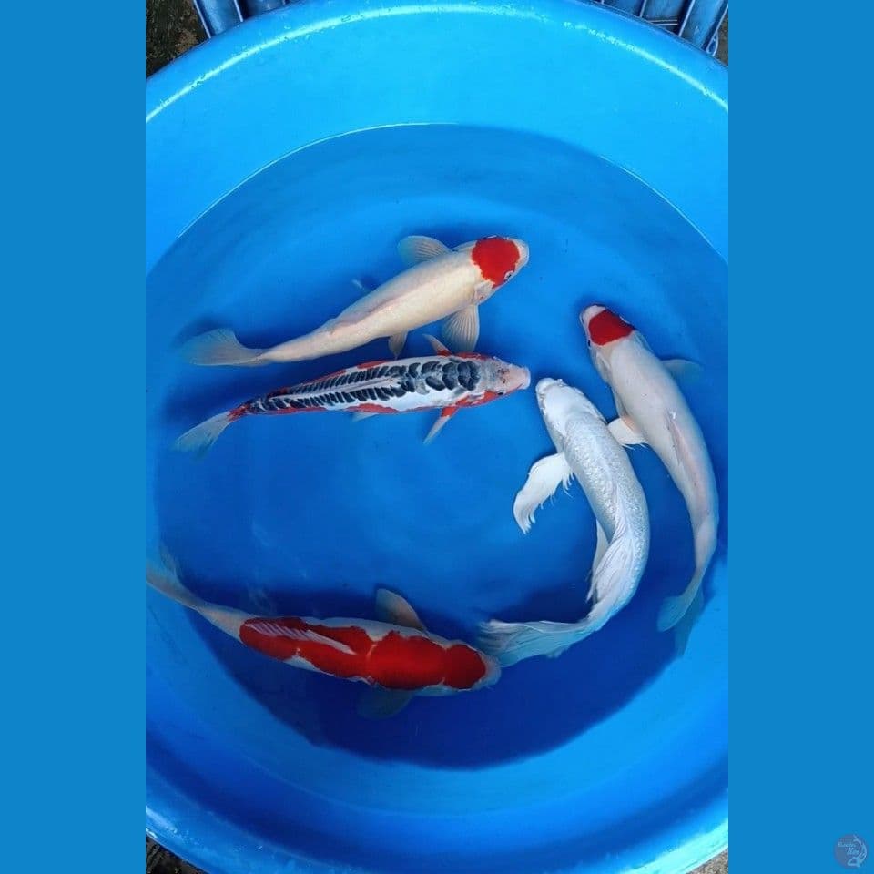 mix koi