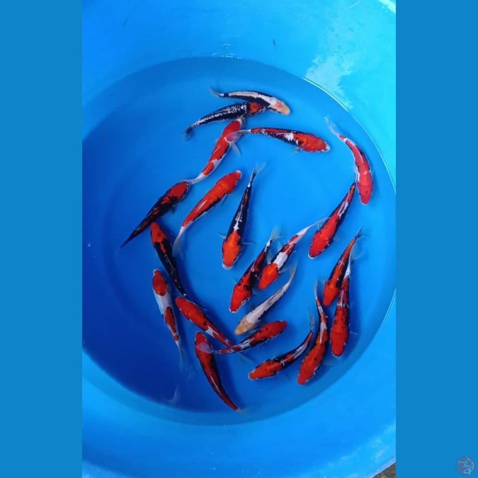 kumonriyu 21 ekor