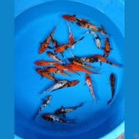 PAKET SHOWA SHIRO UTSURI 11-15CM 25 EKOR