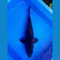 KARASU 45CM