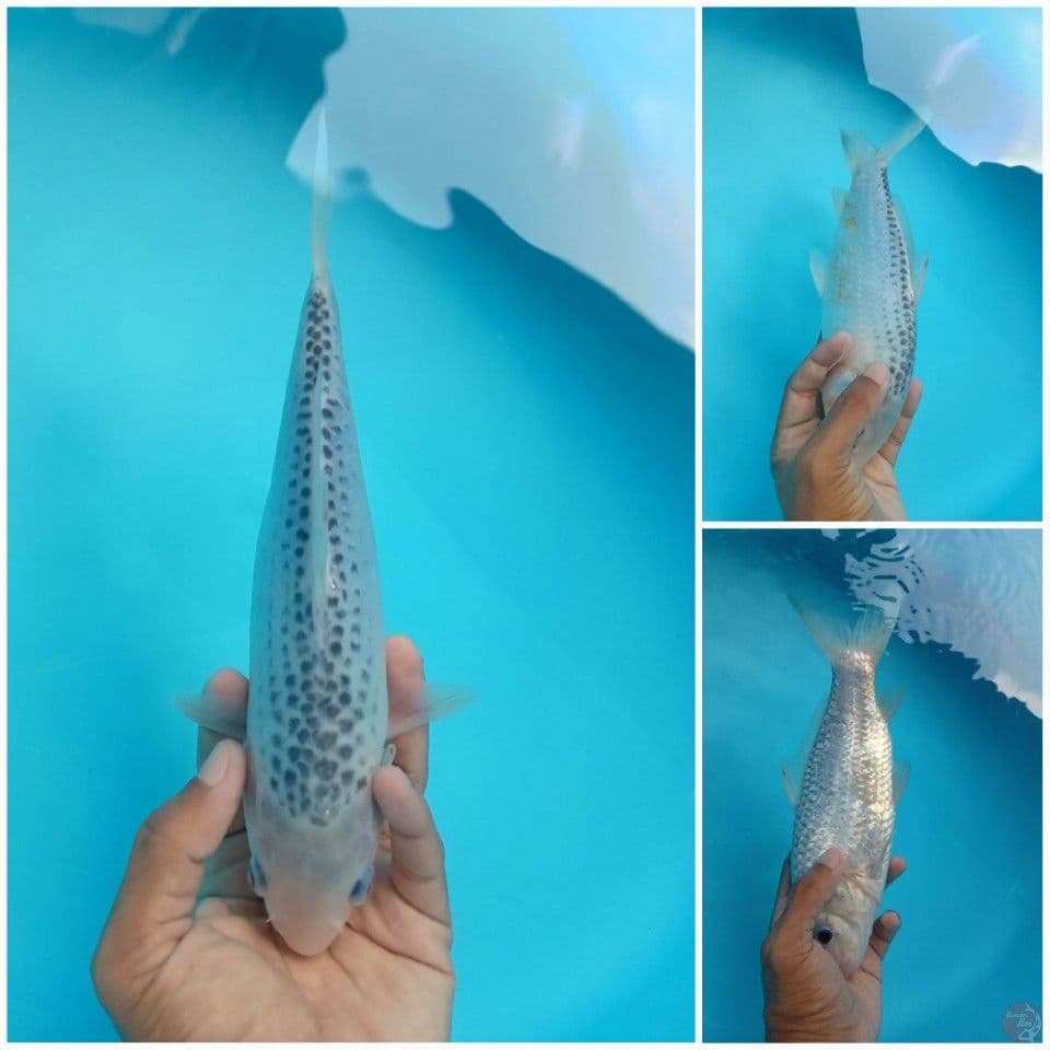 ASAGI 26CM