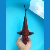 RED CHAGOI HIKARI 29CM