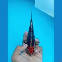 BENI GINGA 17CM