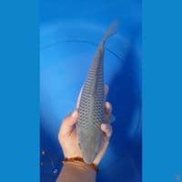 26CM SORAGOI BERPUNUK