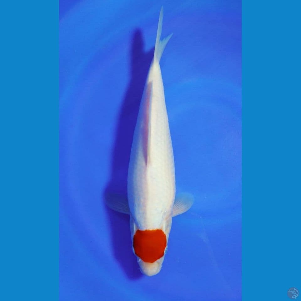 TANCO KOHAKU 36 CM CAKEP