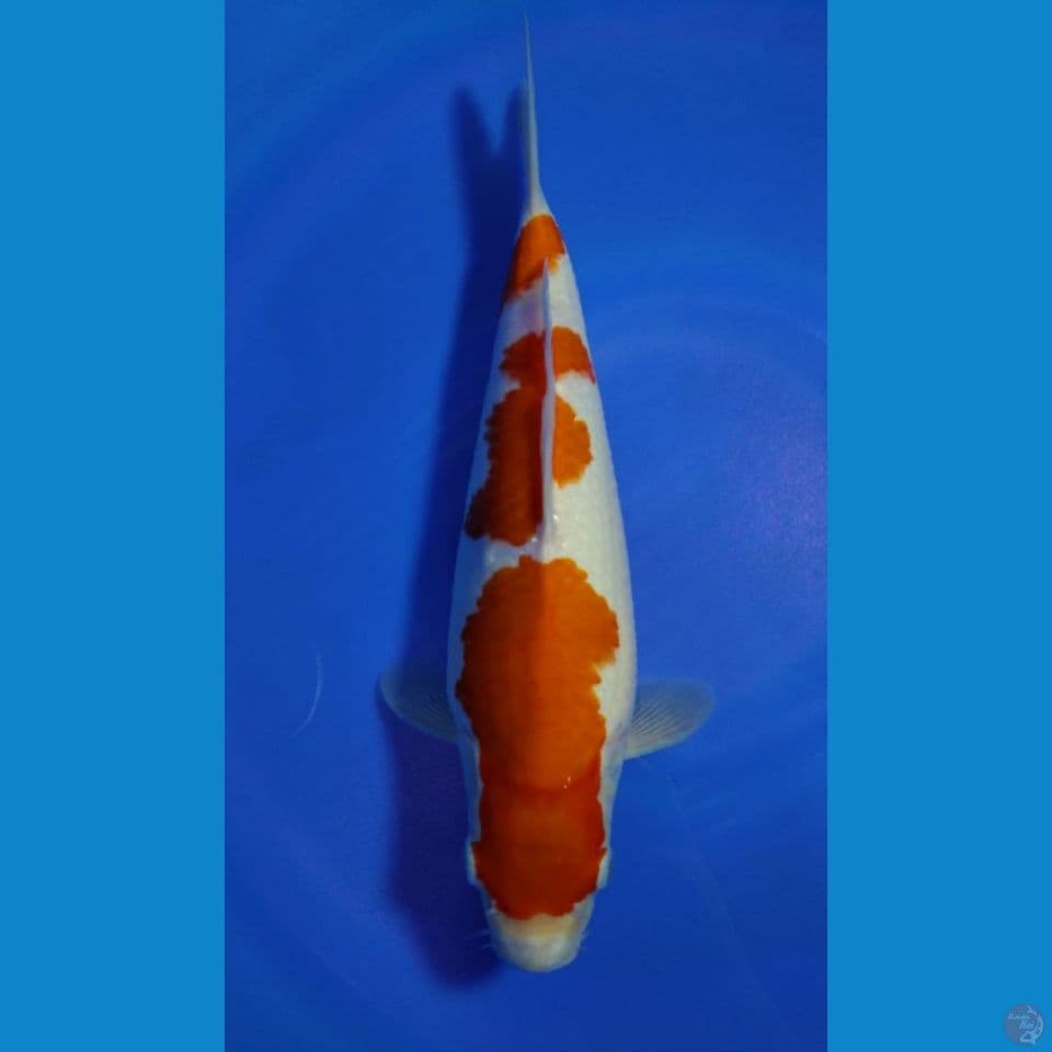 KOHAKU STEP 3