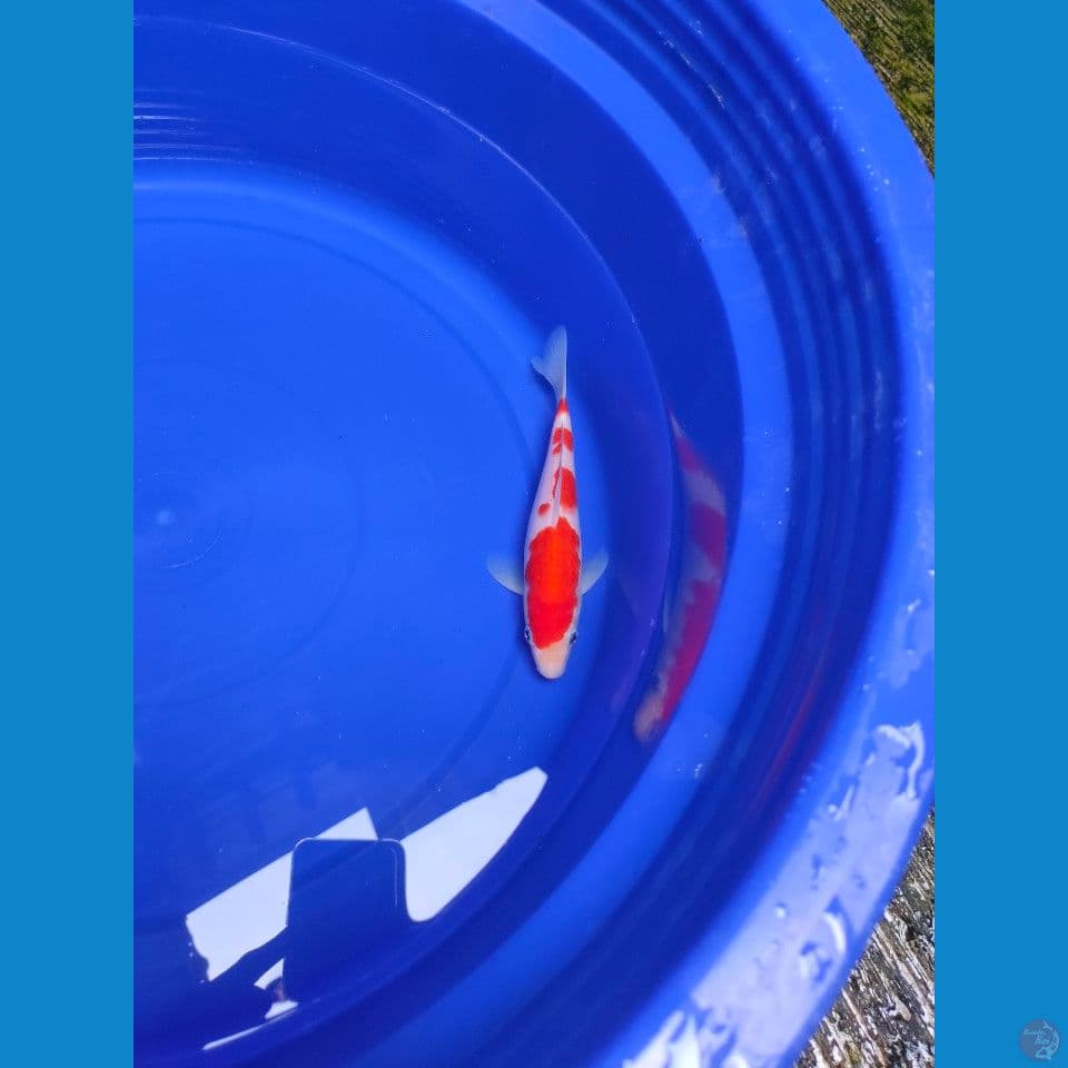 Kohaku Yondan SQ Male 21cm™