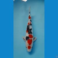 sanke male 36 cm