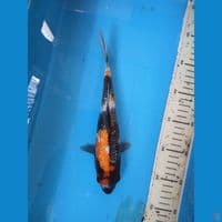showa ginrn 25cm