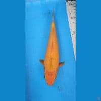 karasi bulki 22cm