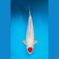 58cm Tancho showa tategoi Male