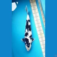 56cm Shiro Female