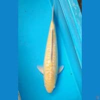 57cm Kharasi aragoke Male