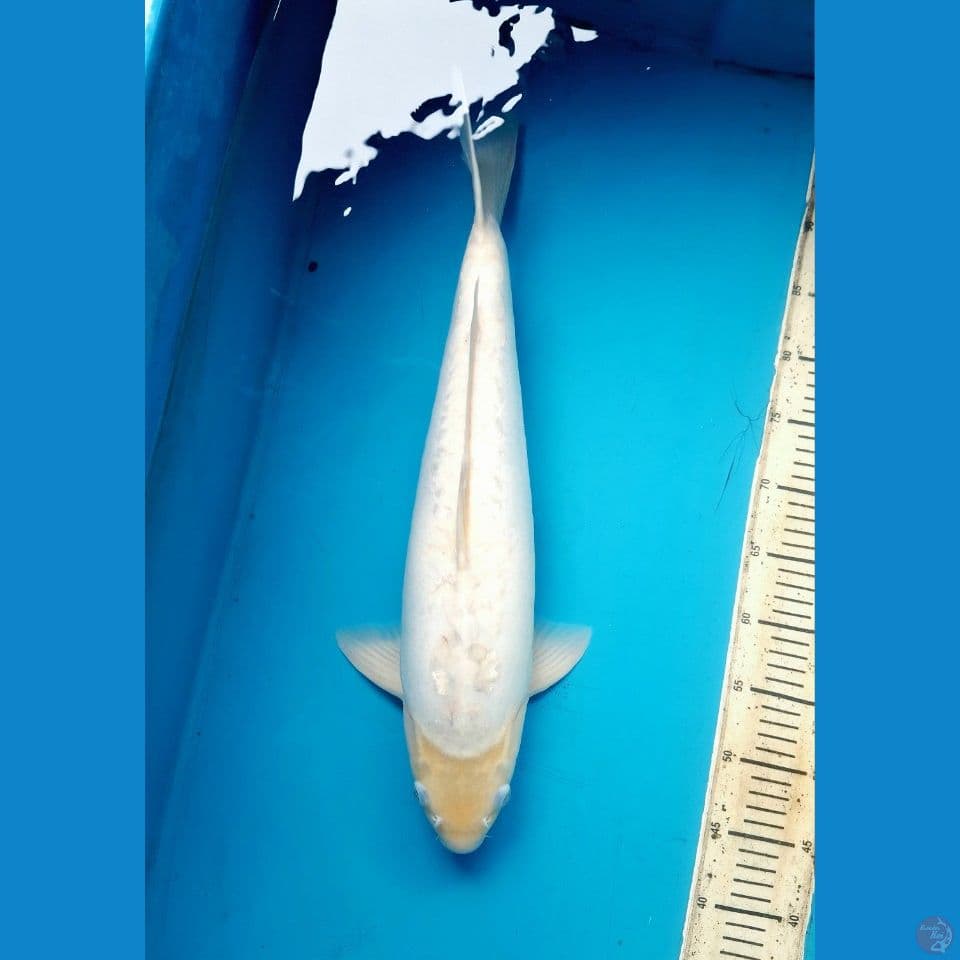 53cm Shiromuji doitsu