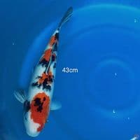 JUMBO SANKE 43CM