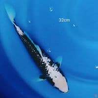 MATSUKAWABAKE 32CM