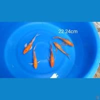 MIX KUMPAY 22 24CM