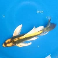 KUMPAY KABUTO 29CM