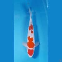 maruten kohaku f1 sakai 37 male