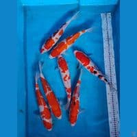 mix 28-33 cm