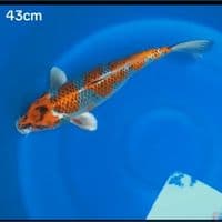 JUMBO KUJAKU BENIGINGGA 43CM