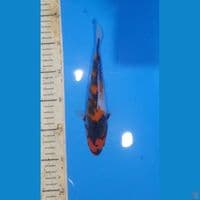 showa 