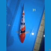showa 31cm