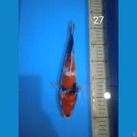 showa 27cm