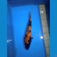 showa 28cm