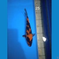 showa 25cm
