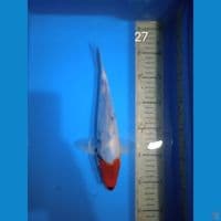 showa 27cm