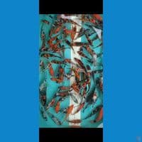 dhowa mix 9-13cm 130ekor