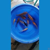 13-24cm Caramel mix