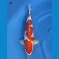 42cm - Male Kohaku F1 