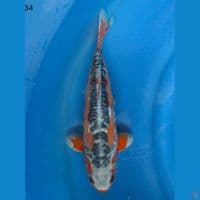 34cm male - Shusui F1 
