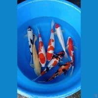 mix 8 ek 37-40cm
