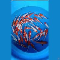 paket 35 ekor 17-20cm