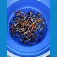 200 ekor mix