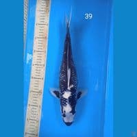 kageshiro 39cm mata putih