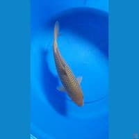 31CM CHAGOI