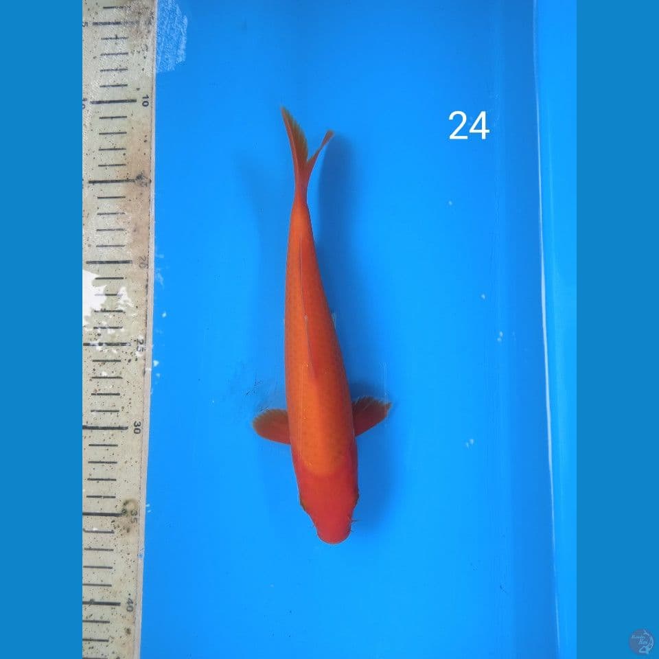 akahajiro 24cm