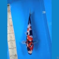 showa 28cm
