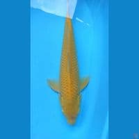 karasi MM 47cm jantan