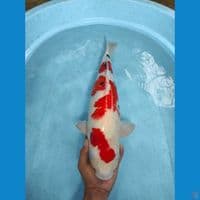 sanke punok siriplebar sebelah 60 cm
